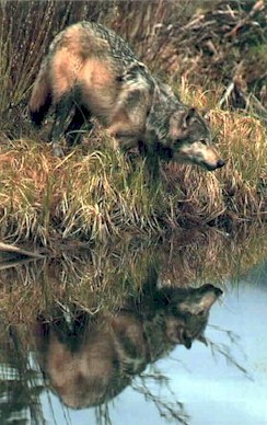Photo by Larry Tooze - Wildlife Images