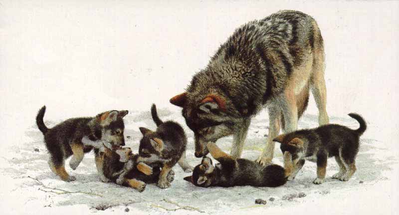 Wolf Family by Carl Brenders
