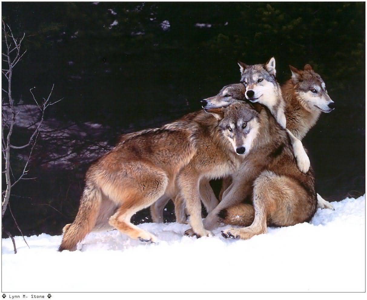 Lynn M. Stone - Wolves Playing