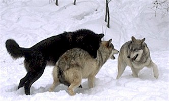 Photo by Searching Wolf http://www.iup.edu