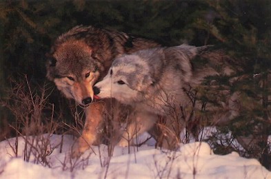 Photo Courtesy, Larry Tooze, Wildlife Images