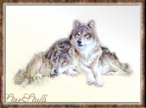 Wolf Gallery of Images by StarStuffs, Wolf Pictures, Wolf Images, Wolf Animal Totems, Wolf Animal Spirit, Wolf Spirit, Wolf Spirit Guide, Wolves wolf pictures, wolves, wolf pairs, wolf packs, lone wolves, wolf Spirit white wolves, gray wolves, silvers wolves, wolf sayings nativie american spirituality, shamanism, wolf network, pride of the pack